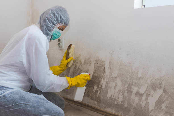 Best Attic Mold Removal  in Sarasota Springs, FL