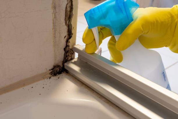 Best Commercial Mold Removal  in Sarasota Springs, FL