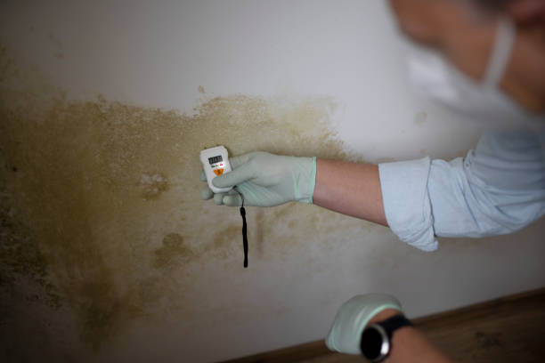Home Mold Removal in Sarasota Springs, FL