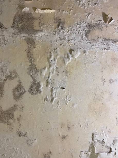 Best Mold Removal Process  in Sarasota Springs, FL