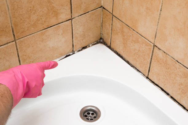 Best Black Mold Removal  in Sarasota Springs, FL